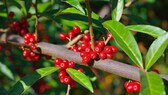 Vielblütige Ölweide (Elaeagnus multiflora)