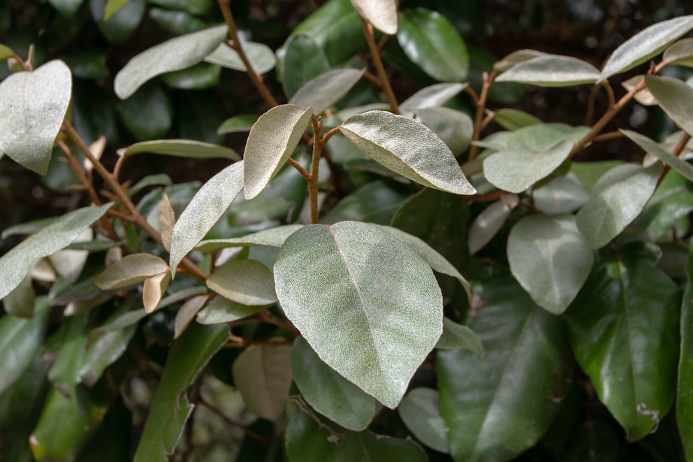 Elaeagnus ebbingei