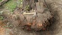 Baum umpflanzen