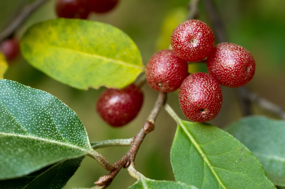 Korallen-Ölweide (Elaeagnus Umbellata)