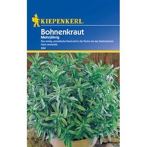 Kiepenkerl Bohnenkraut (Mehrjährig)