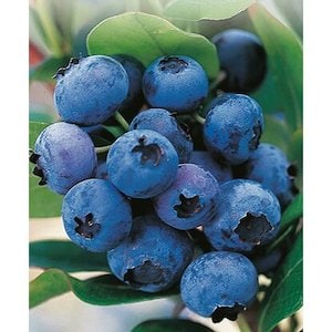 Heidelbeere Hortiblue Petite Topf