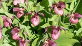 Orchideen können auch im eigenen Garten gepflanzt werden besonders beliebt ist der Frauenschuh.