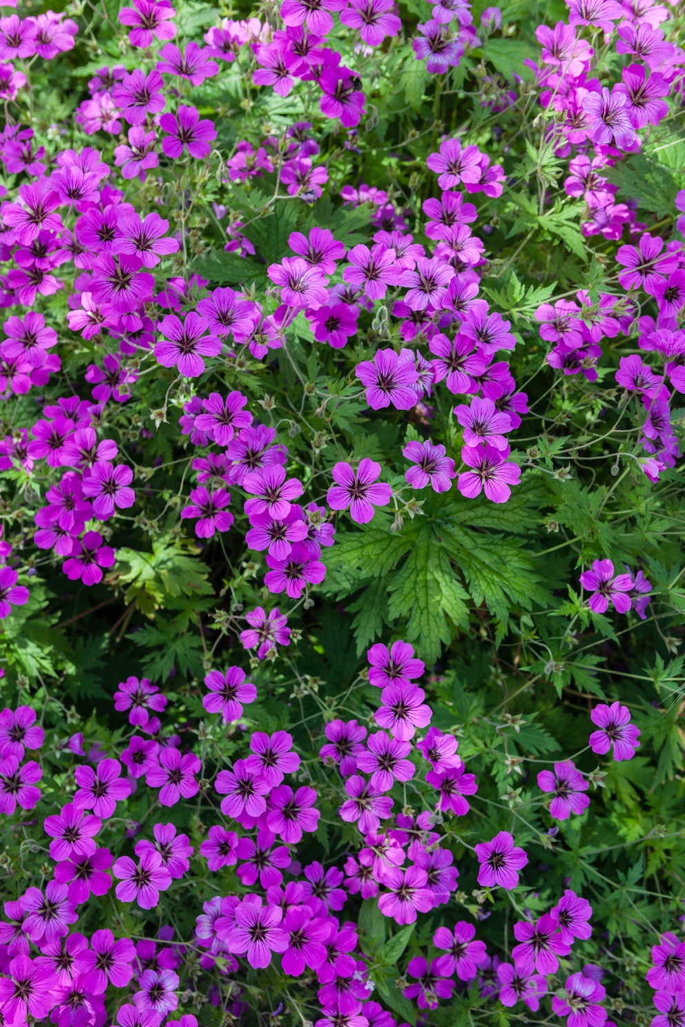 Als winterharte Pflanze muss man die Geranium Rozanne in den kalten Monaten nicht vor Frost schützen