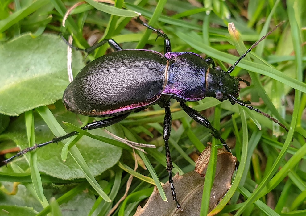 Nützlinge: Ein Laufkäfer in Großaufnahme