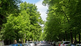 Stadtbäume in Leipzig