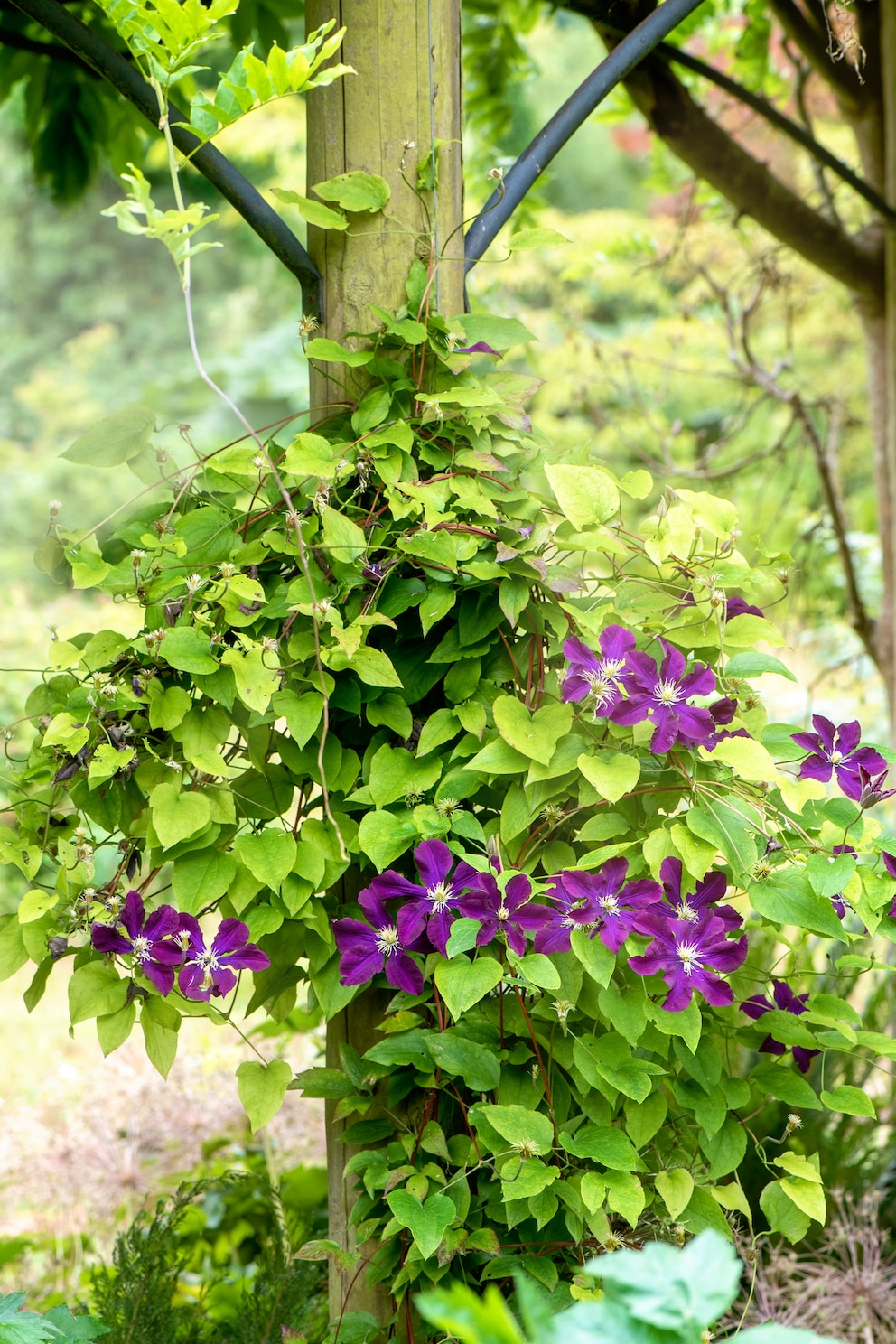 Clematis