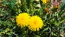 Löwenzahn im Garten