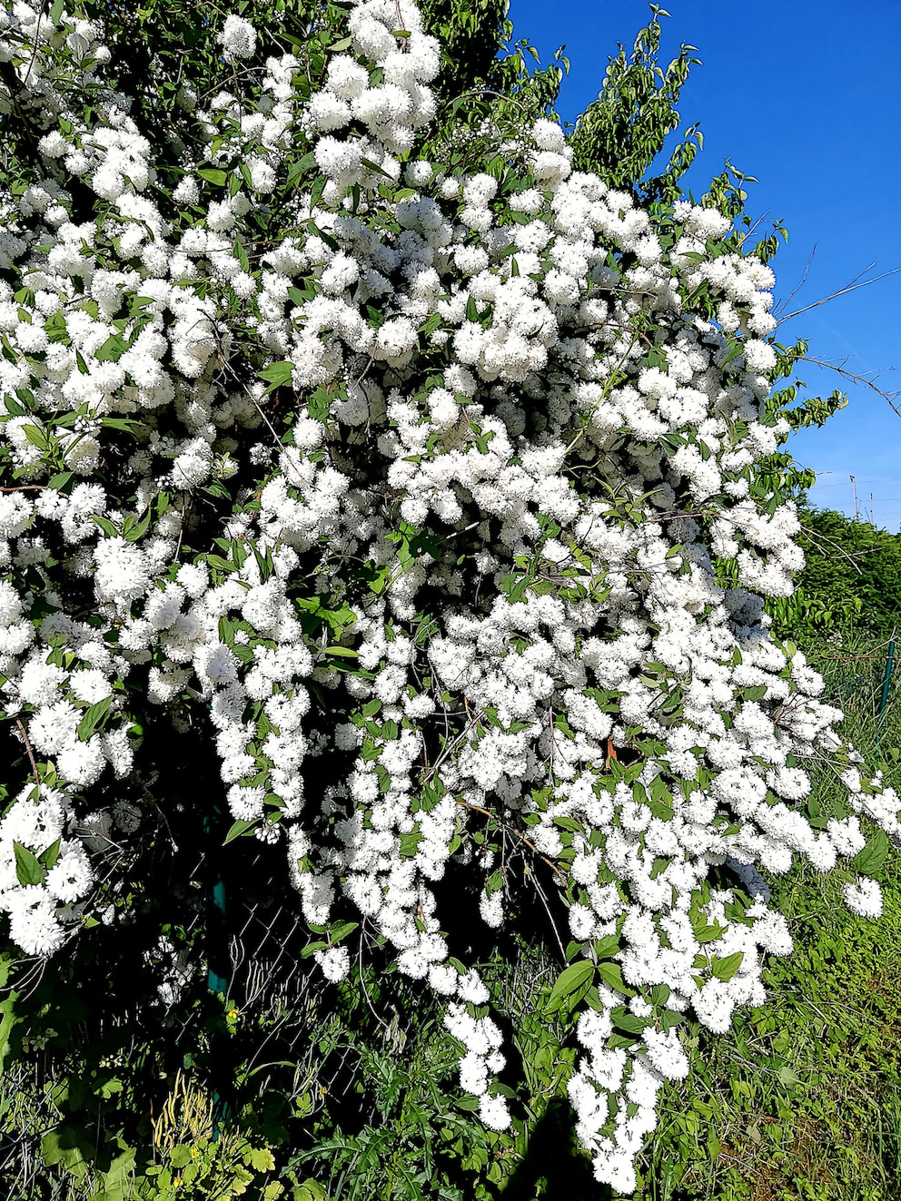 Eine Deutzie mit weißen Blüten