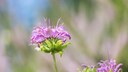 Indianernessel: Violette Blüte der Indianernessel