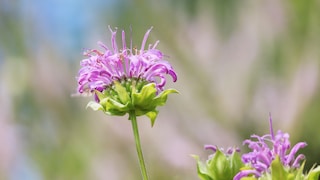 Indianernessel: Violette Blüte der Indianernessel