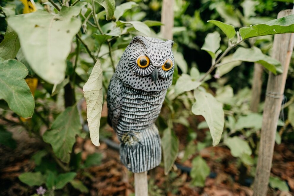 A plastic owl sits in the garden to deter birds.