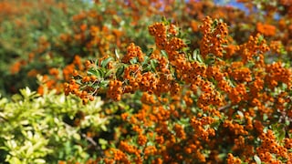 Feuerdorn: Viele Beeren an einem Feuerdorn-Strauch