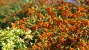 Feuerdorn: Viele Beeren an einem Feuerdorn-Strauch