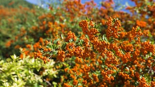 Feuerdorn: Viele Beeren an einem Feuerdorn-Strauch