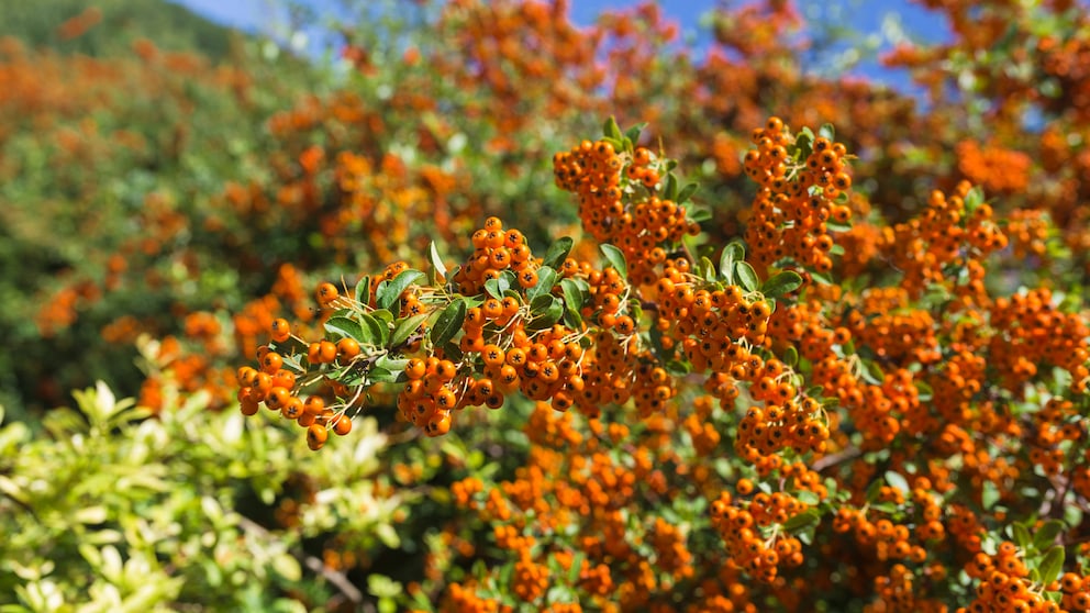 Feuerdorn: Viele Beeren an einem Feuerdorn-Strauch