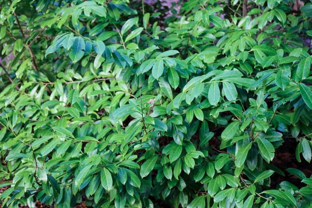Cherry Laurel: An overgrown shrub of cherry laurel with many leaves