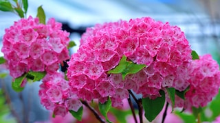 Die Lorbeerrose ist wunderschön anzusehen, aber sehr giftig.
