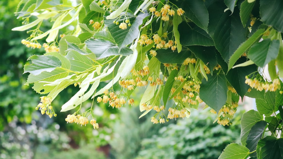 Blüten am Lindenbaum