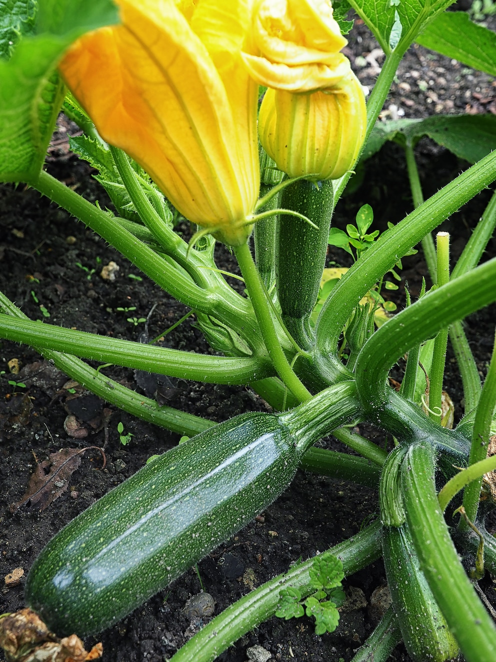 Man unterscheidet weibliche und männliche Blüten. Männliche haben einen dünnen Stiel und weibliche einen dicken.