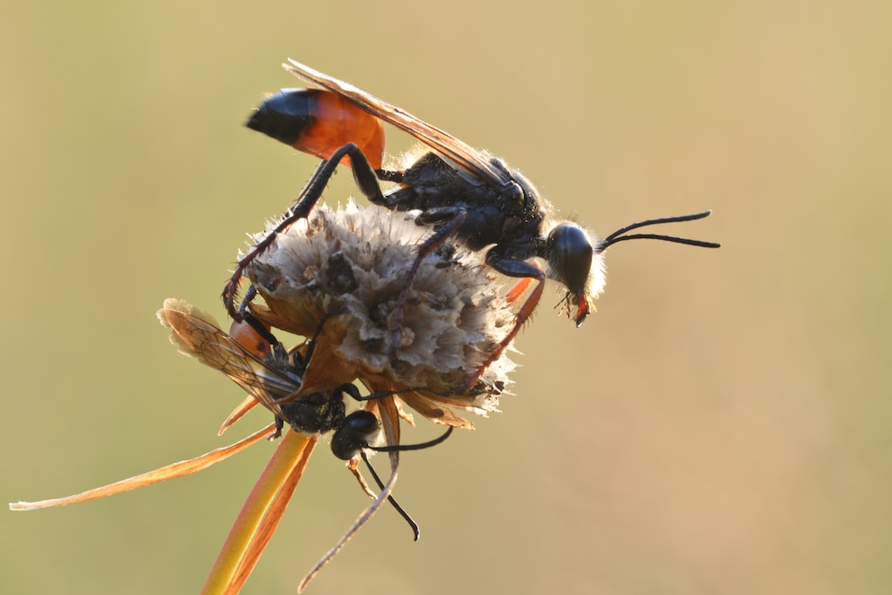 Nützlinge: Schlupfwespe auf einer trockenen Blüte