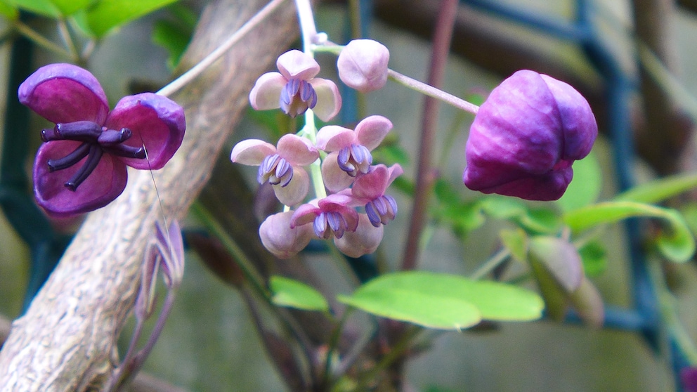 Klettergurke: Violette Büten der Klettergurke in Großaufnahme