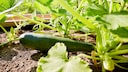 Dank Neuzüchtungen lassen sich sehr kleine Zucchinis auch auf dem Balkon anbauen.