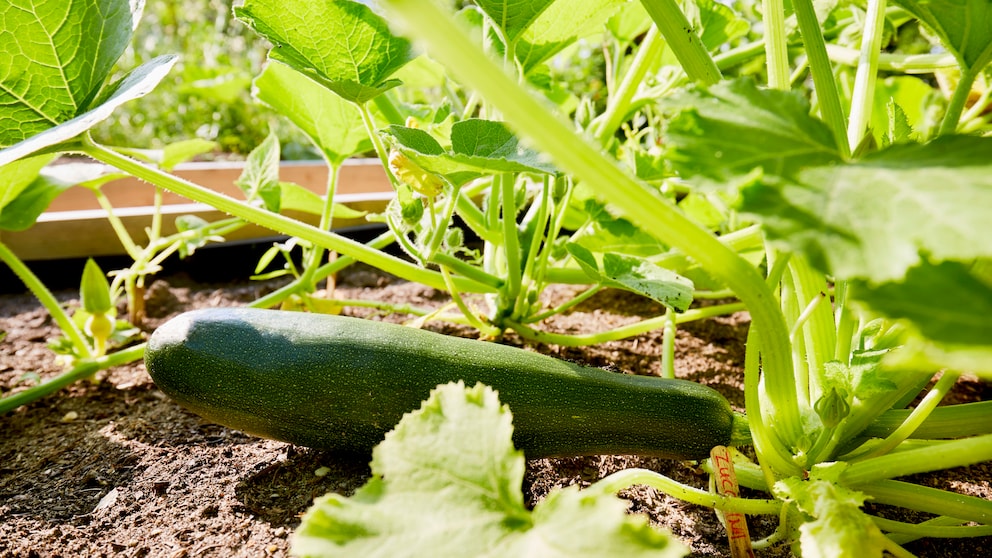 Dank Neuzüchtungen lassen sich sehr kleine Zucchinis auch auf dem Balkon anbauen.