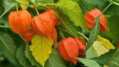 Die Blütenkelche der Lampionblume haben eine einzigartige Form und erinnern an Laternen