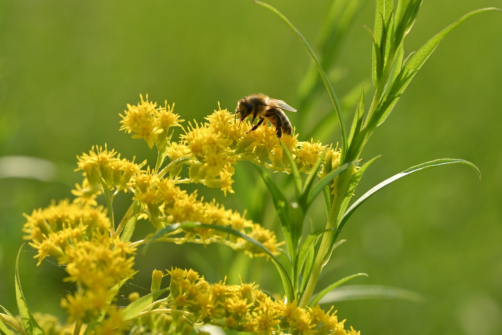 Der Pollen der Goldrute ist eine beliebte Nahrung bei Bienen