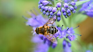Bartblume: Eine Biene auf einer Blüte einer Bartblume