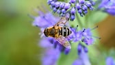 Bartblume: Eine Biene auf einer Blüte einer Bartblume