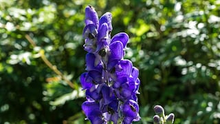 Eisenhut: Violette Blütendolde von Eisenhut