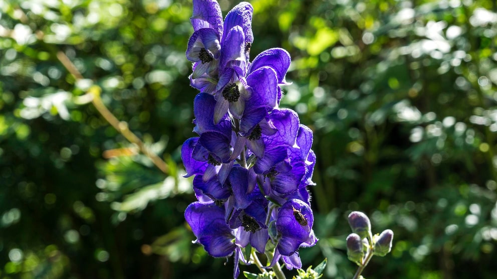 Eisenhut: Violette Blütendolde von Eisenhut