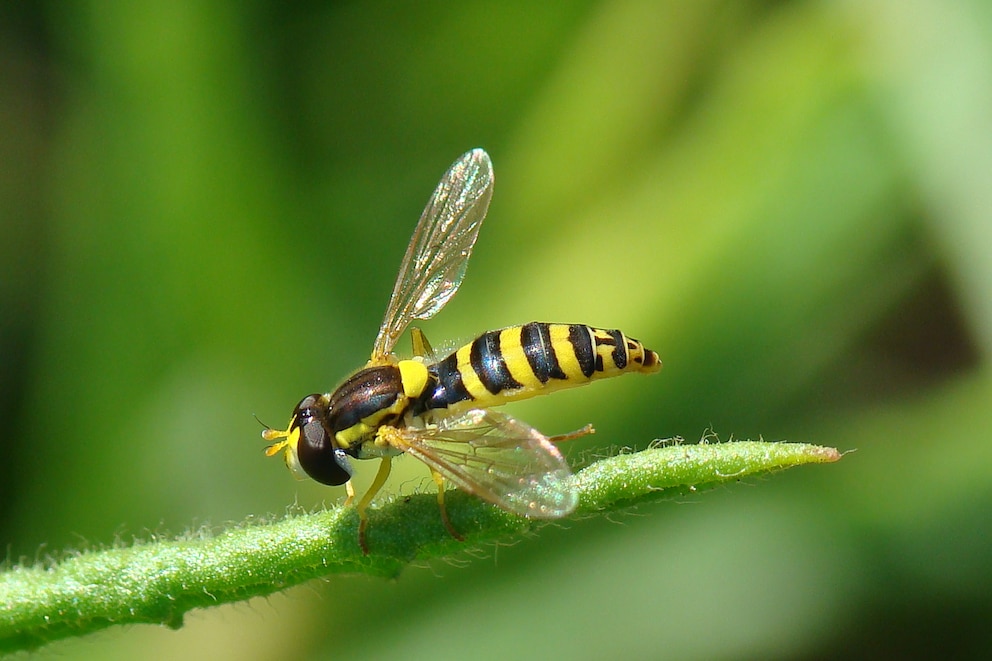 Nützlinge: Schwebfliege auf einem Blatt