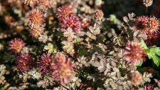 Stachelnüsschen: Stachelnüsschen mit roten, stacheligen Blüten