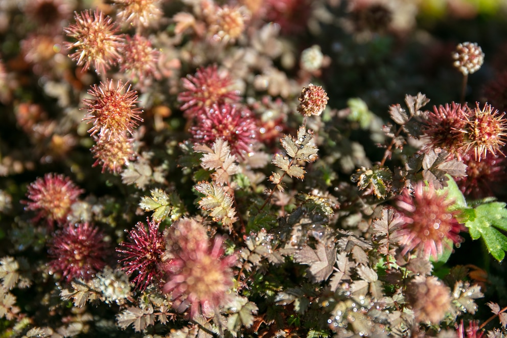 Stachelnüsschen: Stachelnüsschen mit roten, stacheligen Blüten