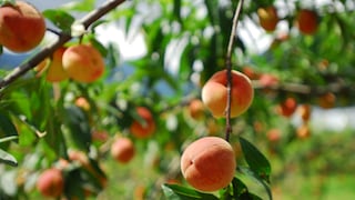 Pfirsichbaum: Pfirsiche an einem Baum
