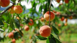 Pfirsichbaum: Pfirsiche an einem Baum