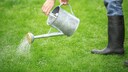 Nematoden: Mann gießt Rasen mit Gießkanne