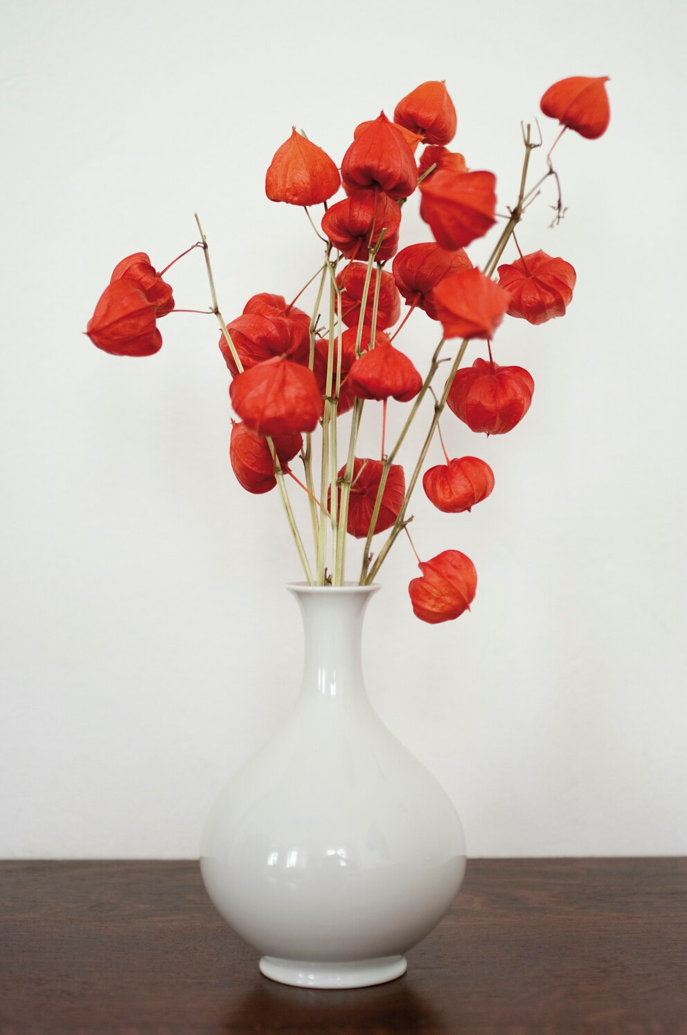 Auch getrocknet in einer Blumenvase ziert die Lampionblume ihre Umgebung