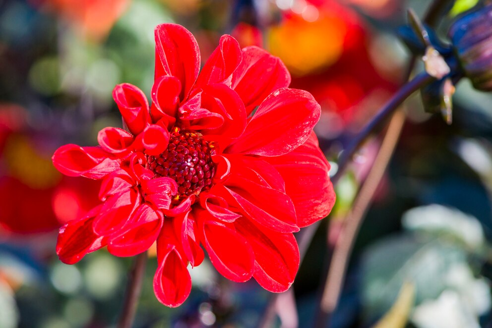 Stauden essen: Rote Blüte einer Dahlie