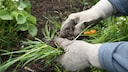 Unkraut im Garten