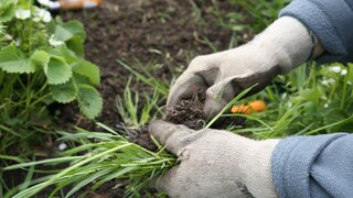 Unkraut im Garten