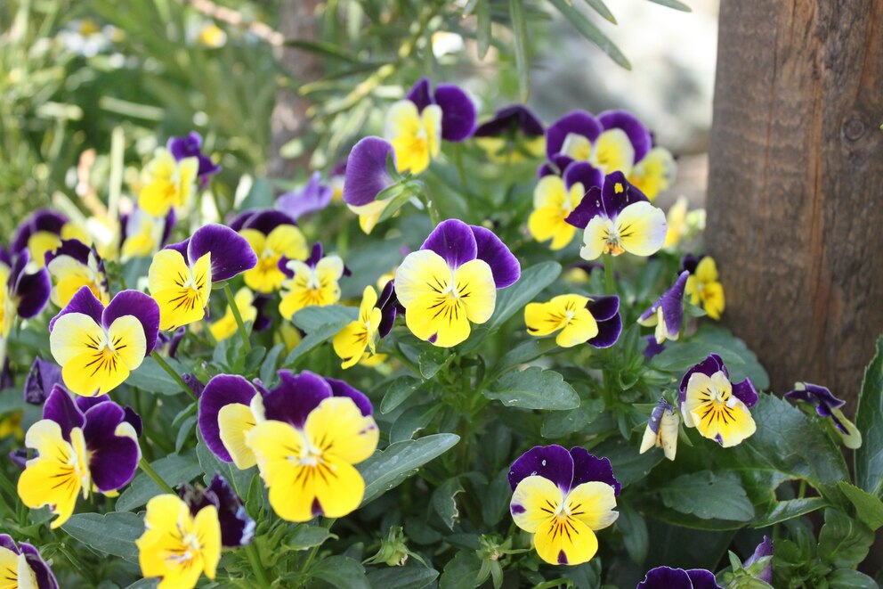 Stauden essen: Hornveilchen mit vielen Blüten