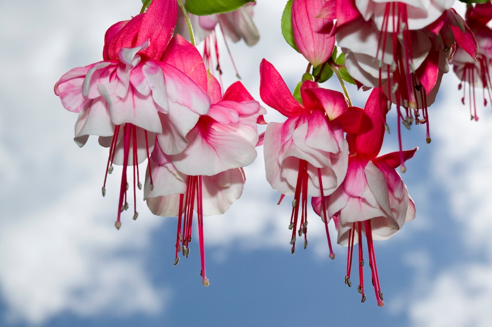 Die Fuchsie eignet sich wunderbar für schattige Beete oder Balkone. Es gibt sie in verschiedenen Farben.