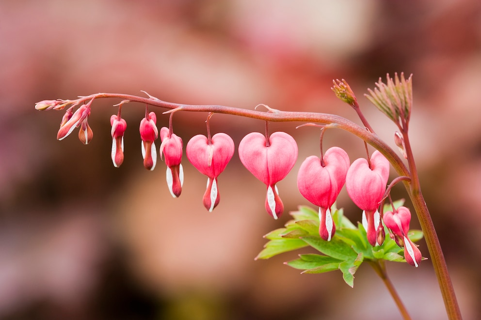 Das Tränende Herz besticht durch seine imposante Form. Es kann im Garten oder auf dem Balkon kultiviert werden.