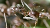 Argentinische Ameise: Zwei Argentinische Ameisen