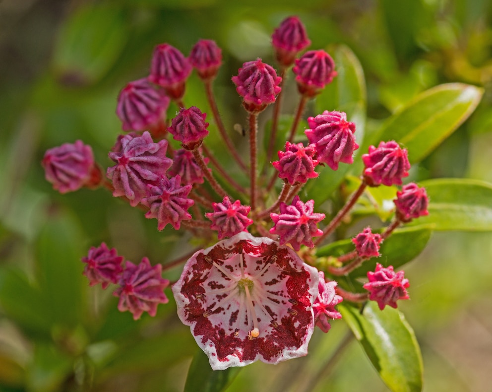 Die Blüten der Lorbeerrose sind nicht nur geöffnet ein Blickfang. Auch die Knospen sind schon ein echter Hingucker. 