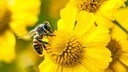 Biene auf Blume